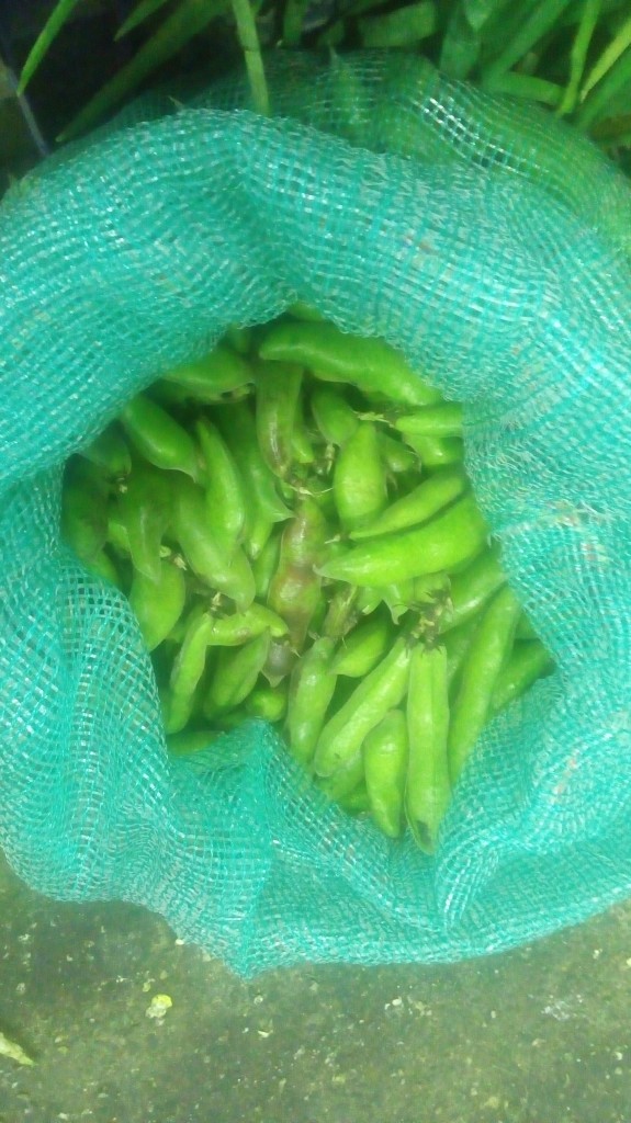 Abas en cáscara