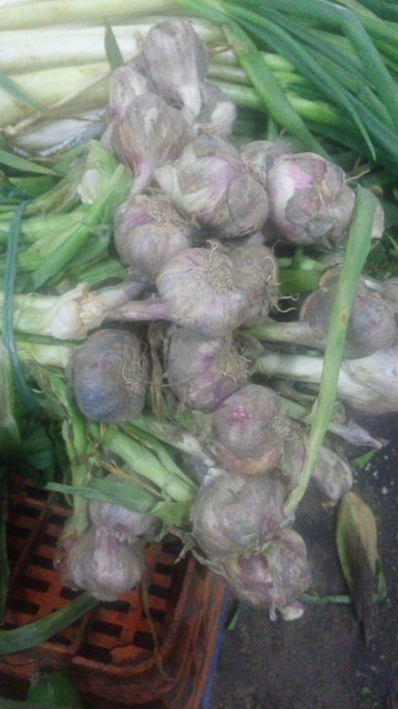 Ajo en rama