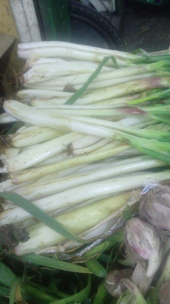 Cebolla larga