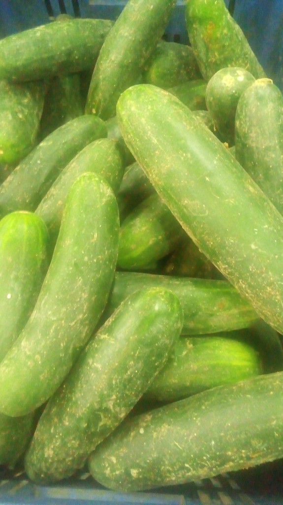 Pepino cohombro