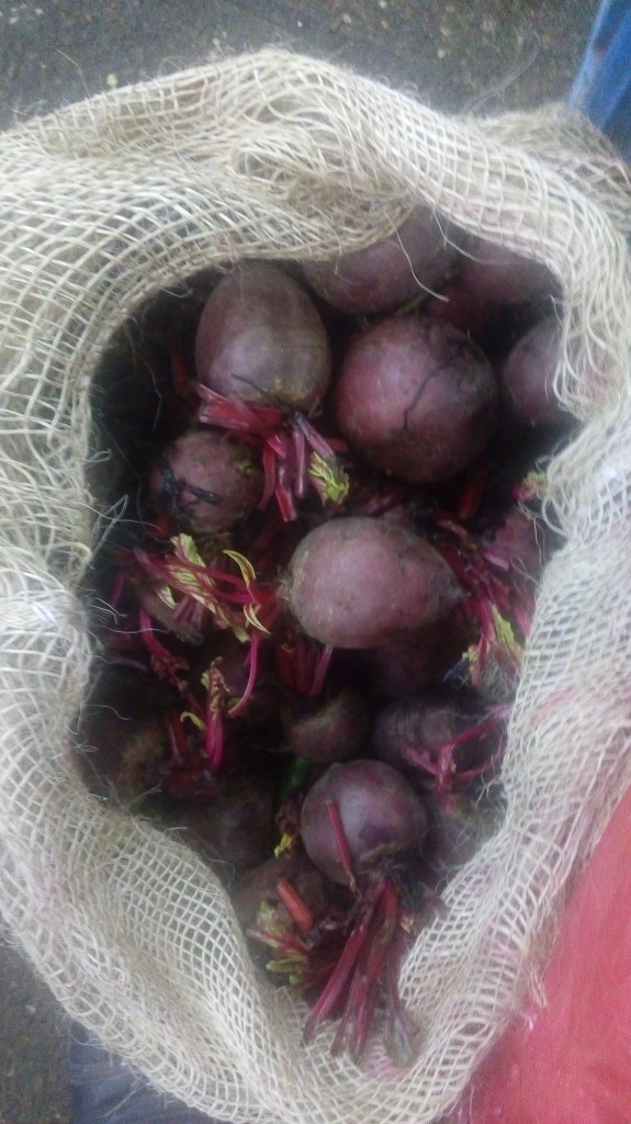 Cebolla cabezona morada