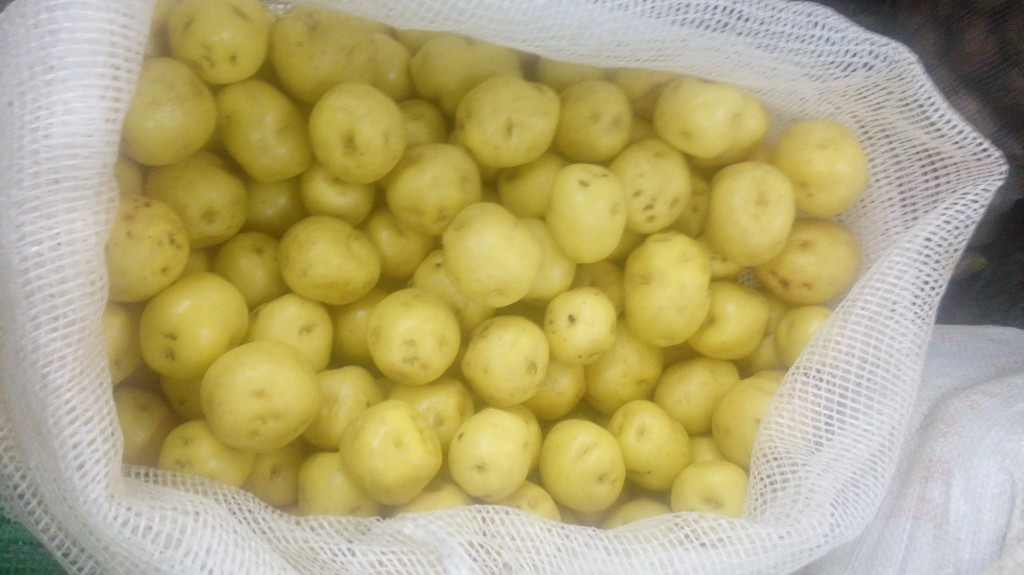 Papa criolla
