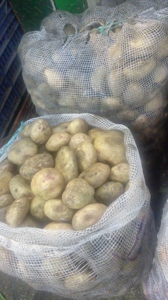 Papa pastusa