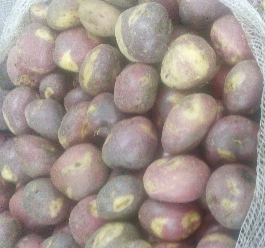 Papa sabanera fina