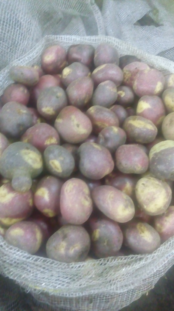 Papa sabanera gruesa