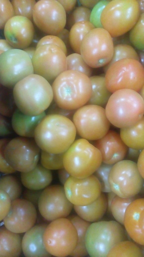 Tomate chonto
