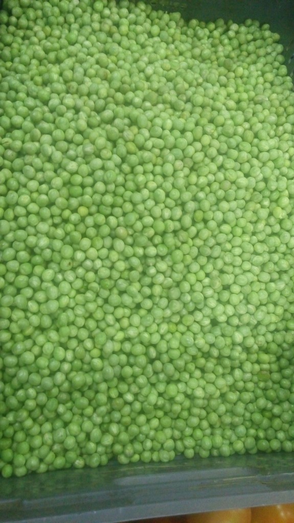 Arveja