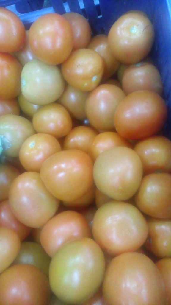 Tomate chonto de segunda