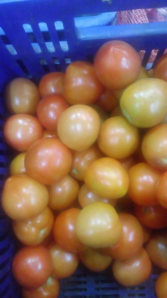Tomate chongo de primera