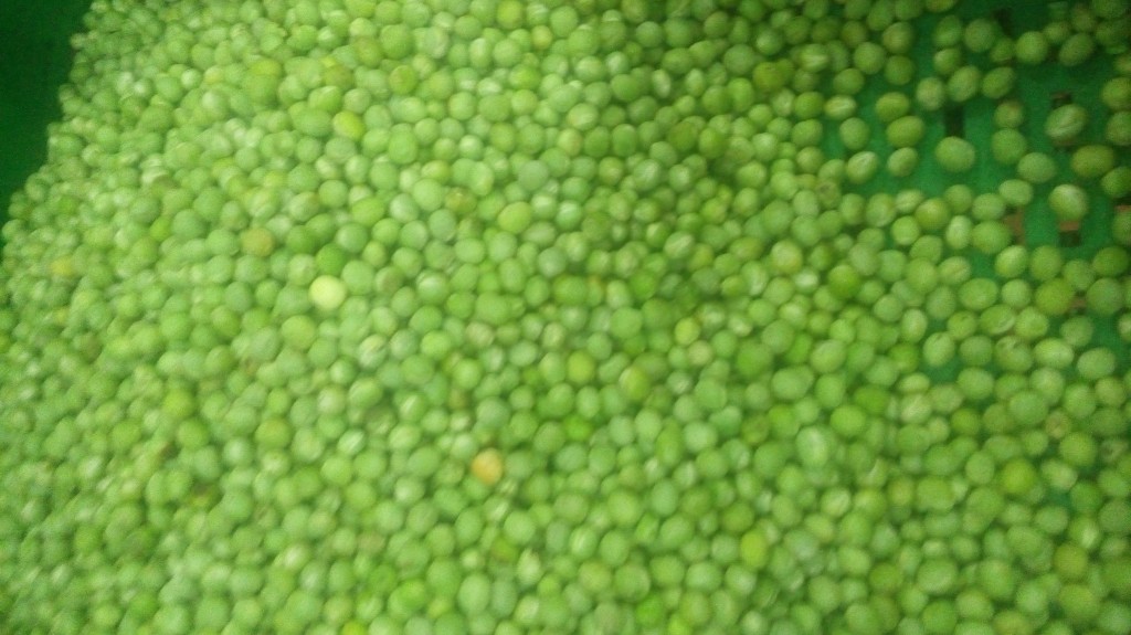 Arveja