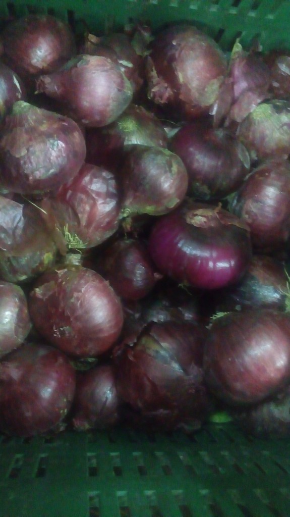 Cebolla morada larga