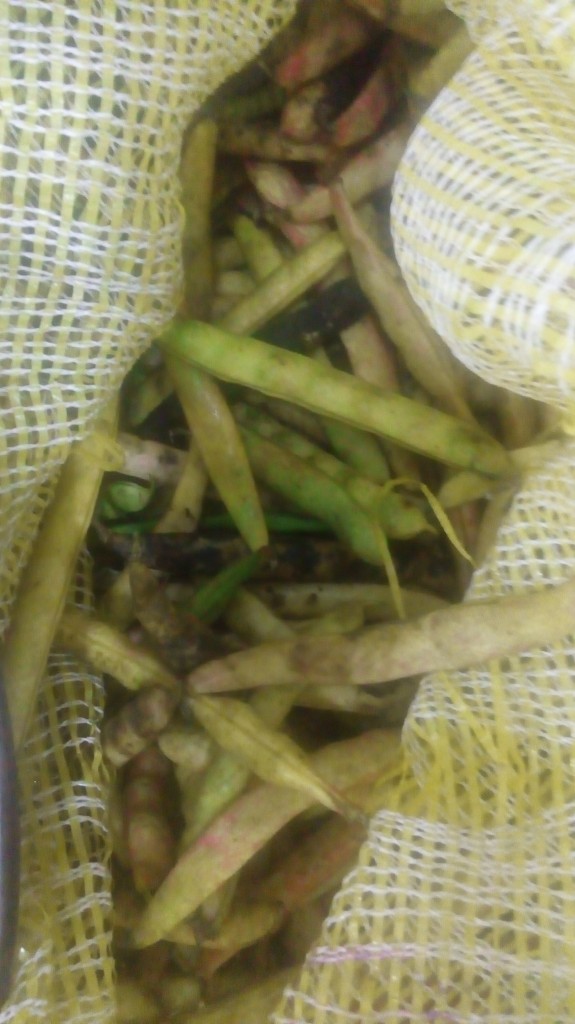 Frijol en cascara