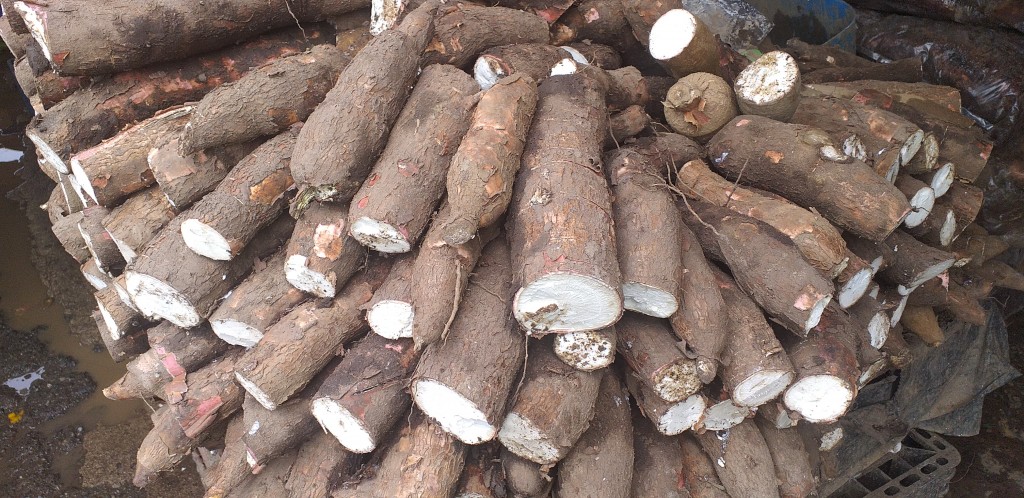 Yuca cuero de sapo