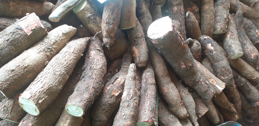 Yuca playera