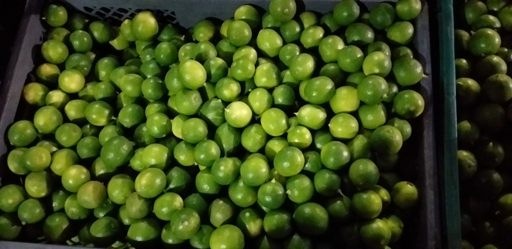 Limon criollo