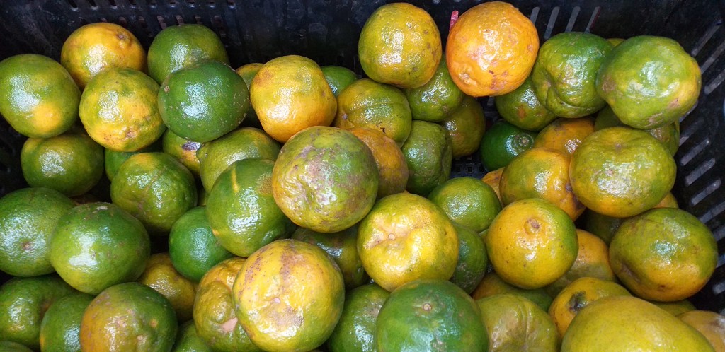 Mandarina oneco 2da