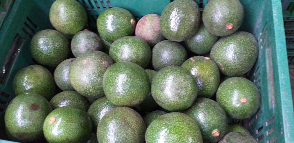 Aguacate reed