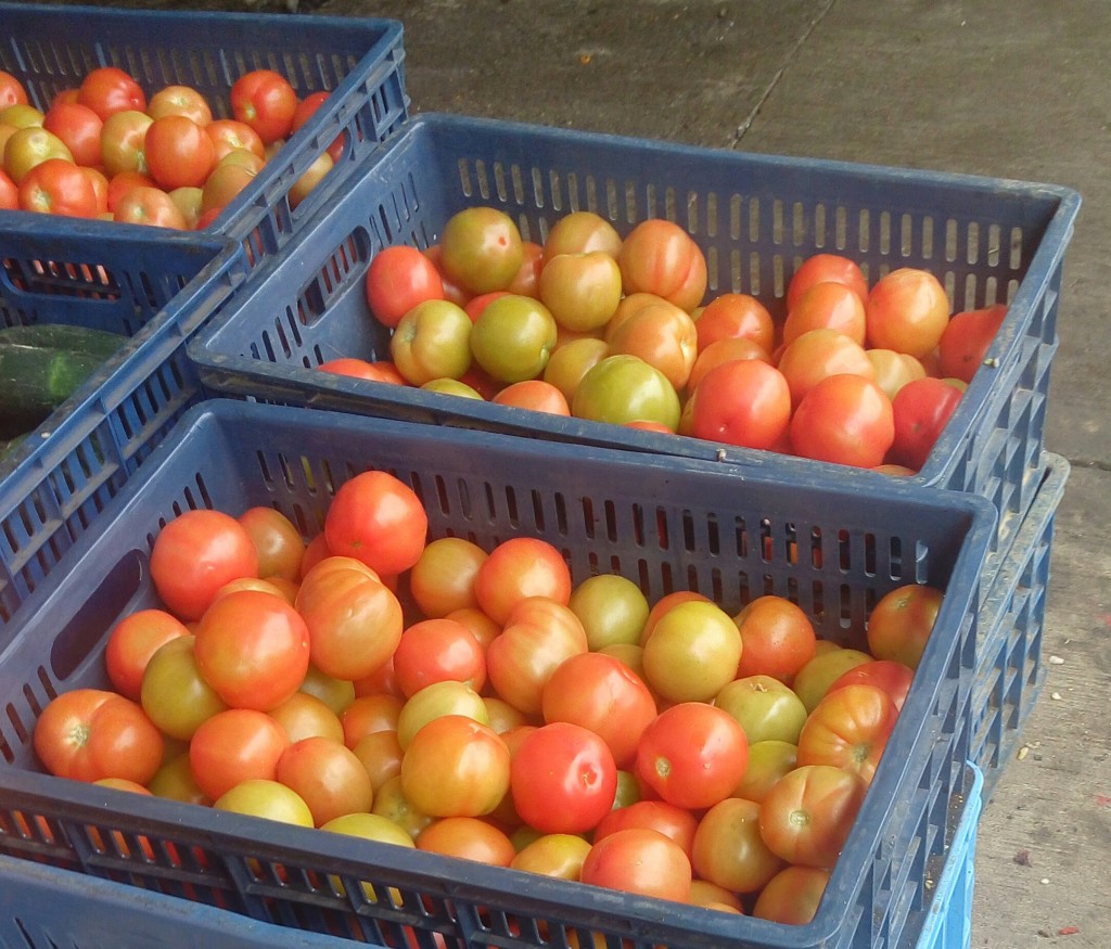 Tomate chonto
