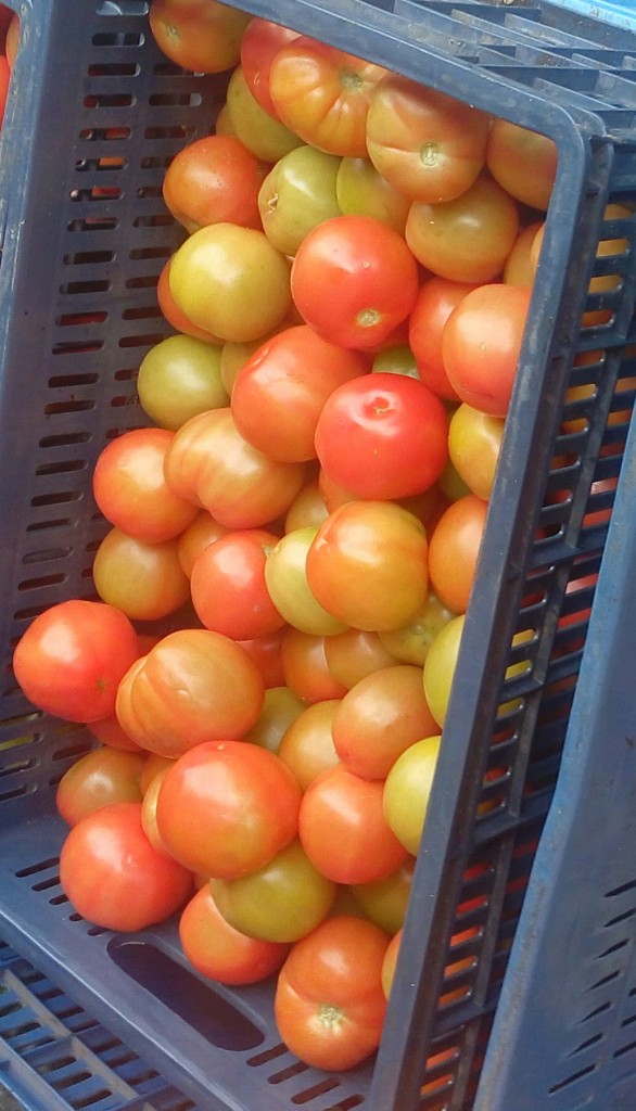 Tomate chonto
