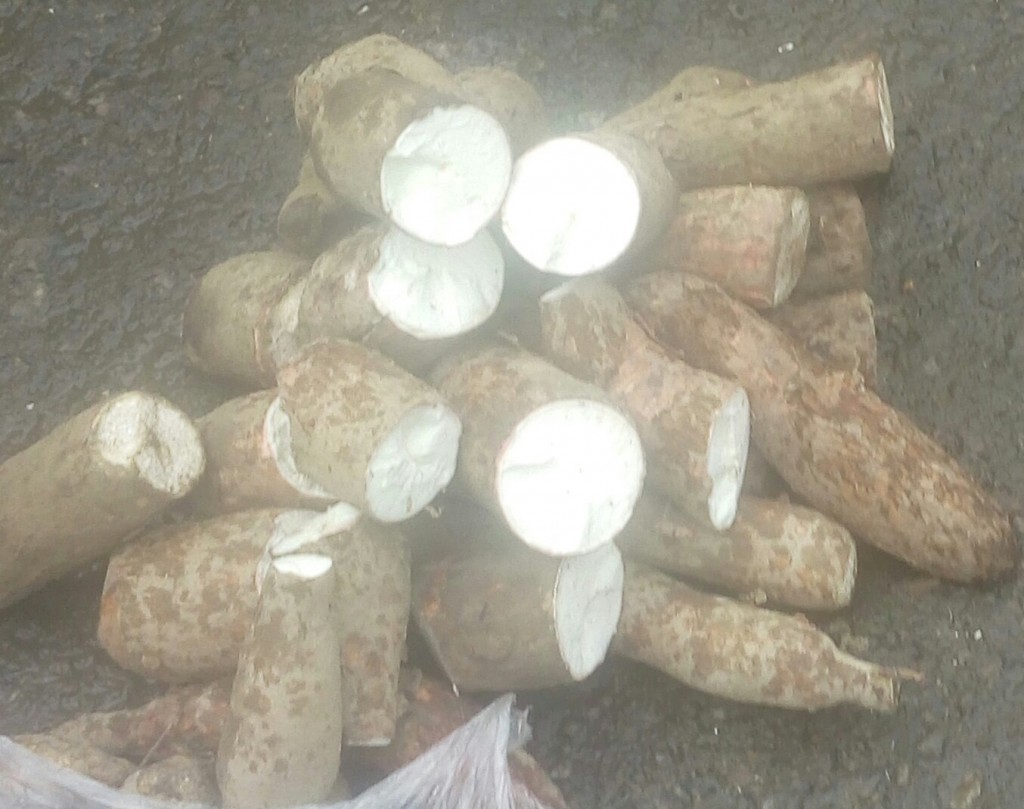 Yuca