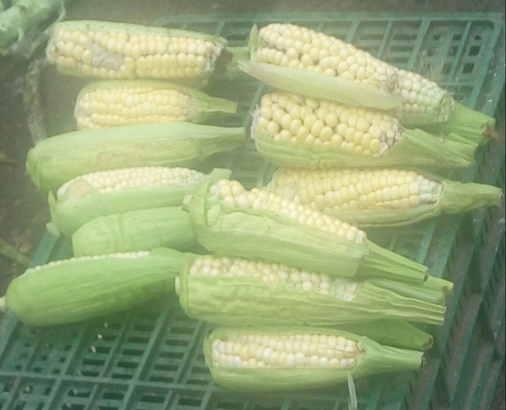 Mazorcas