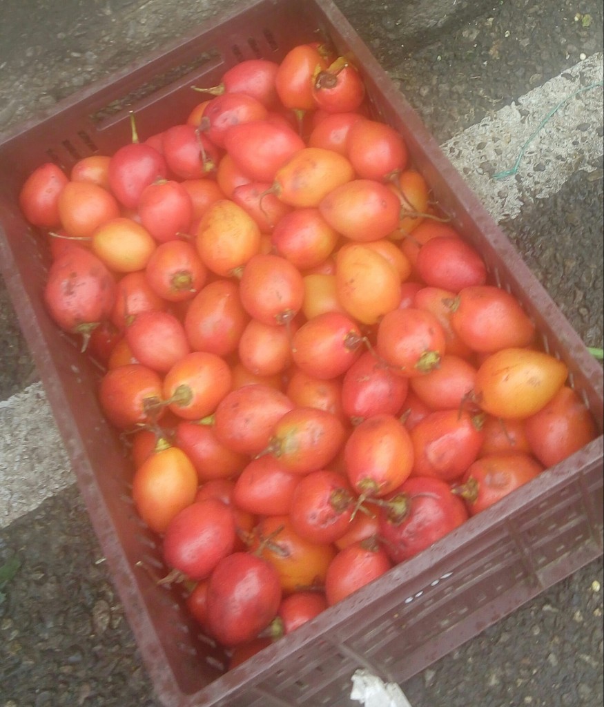 Tomate de arbol