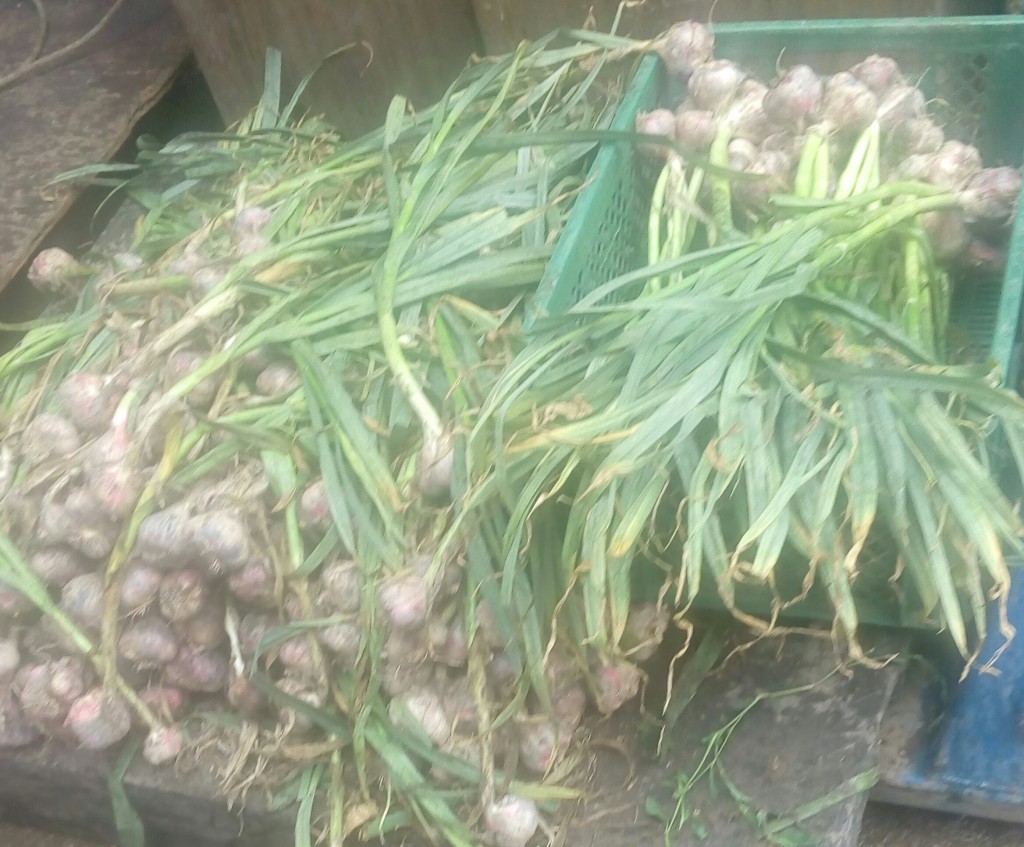 Ajo en rama