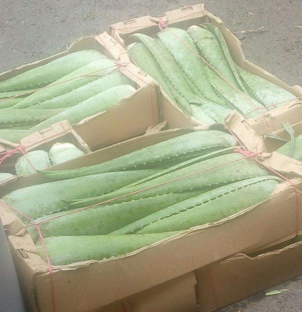 Pencas de sábila