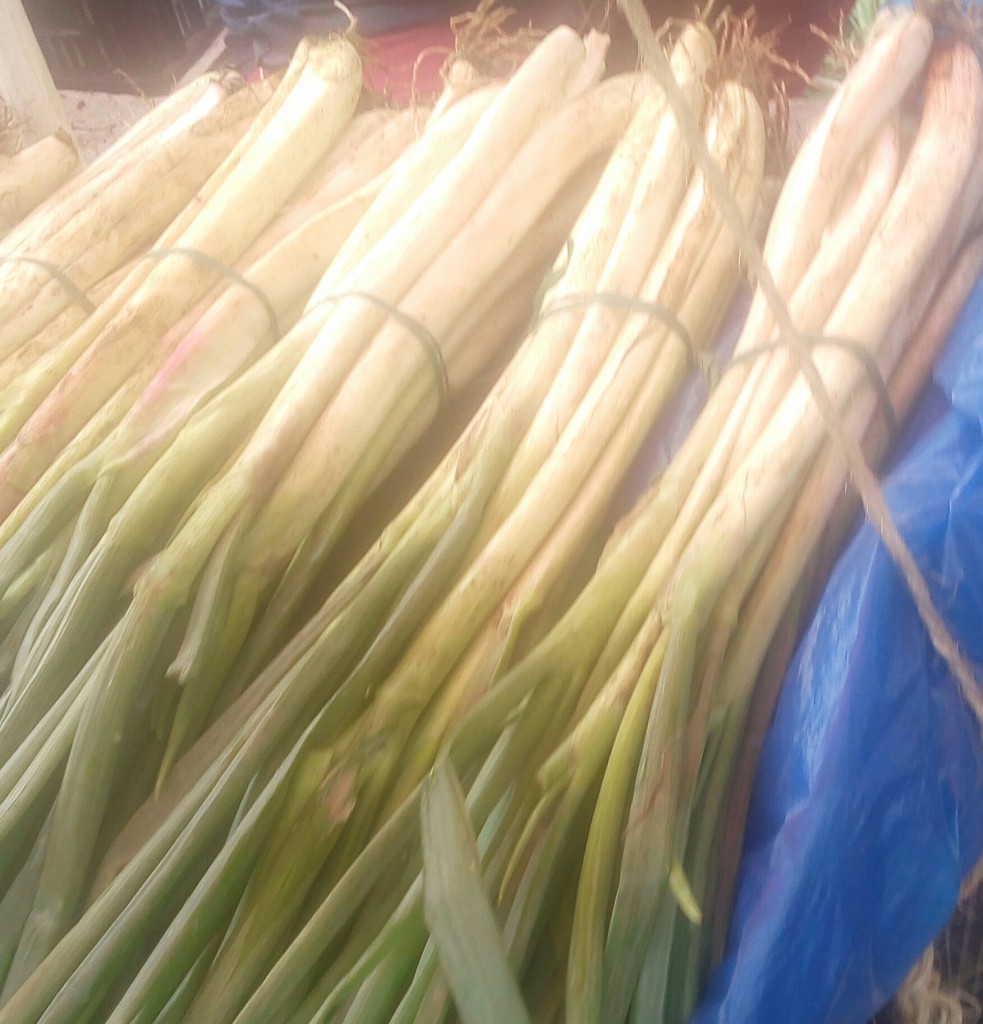Cebolla larga