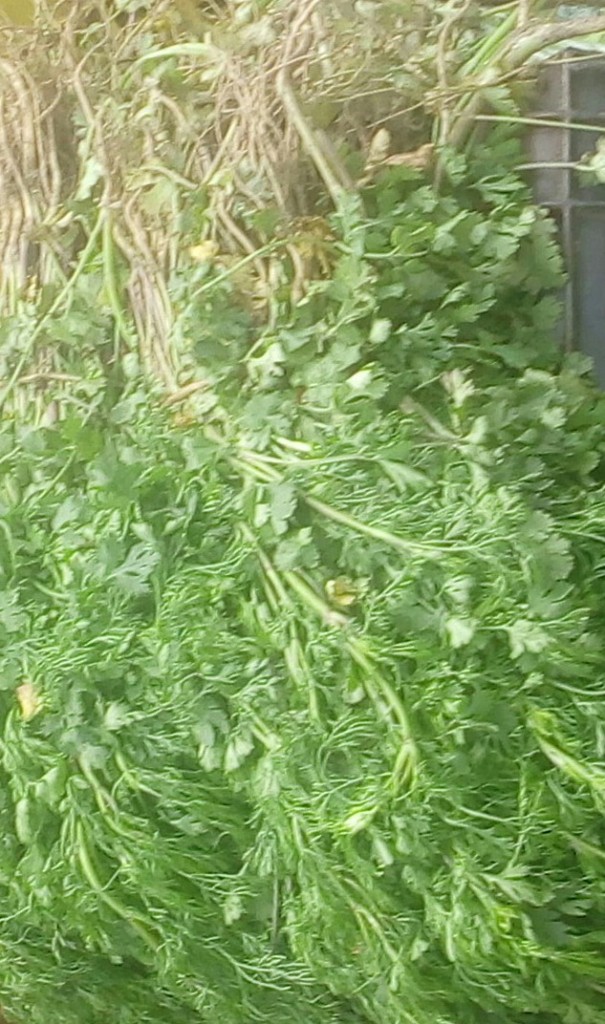 Cilantro