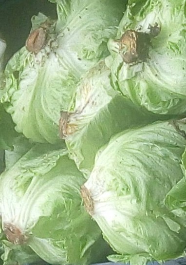 Lechuga Batavia