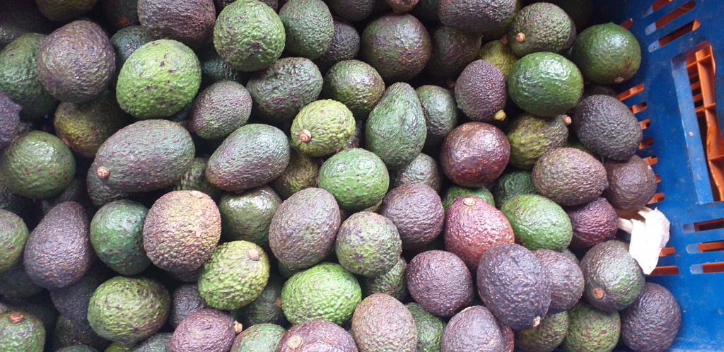 Aguacate hass 3ra