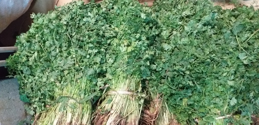 Cilantro