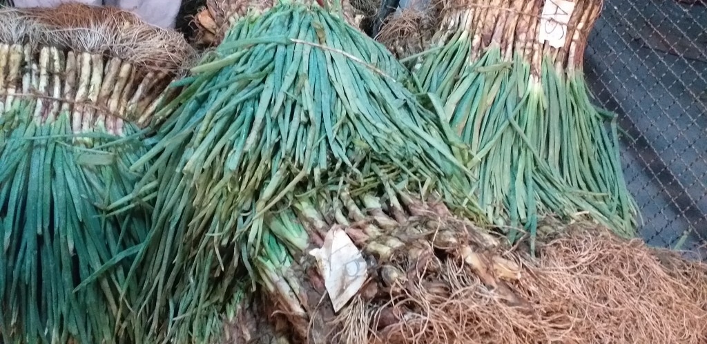 Cebolla de rama