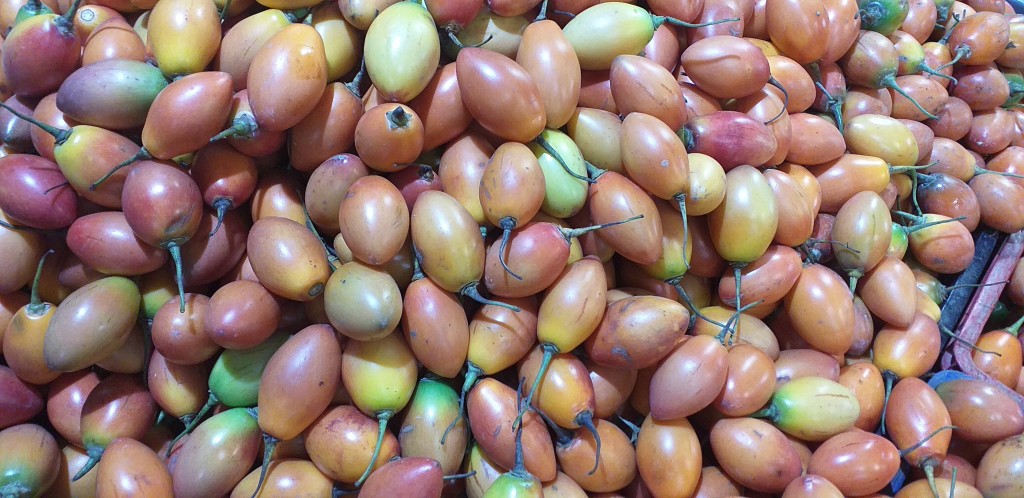 Tomate arbol de 2da