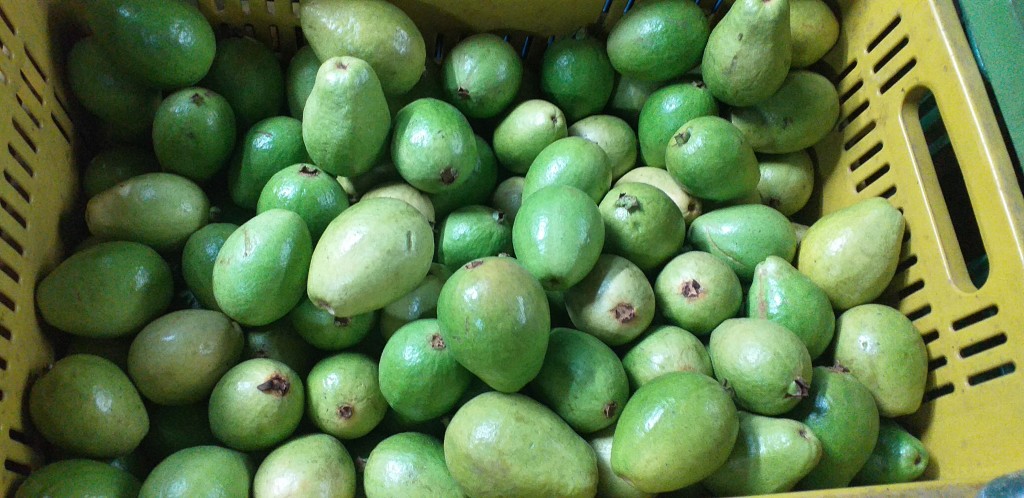 Guayaba pera