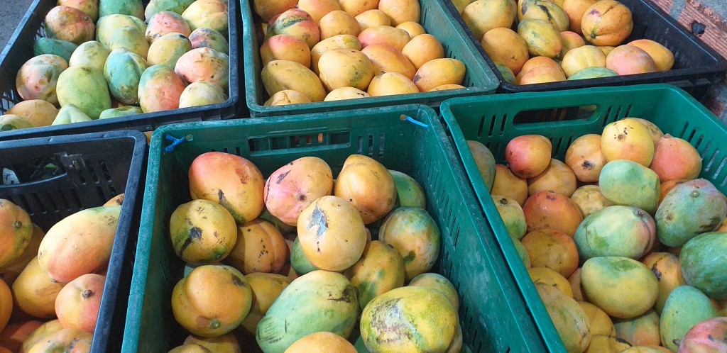 Mango manzano
