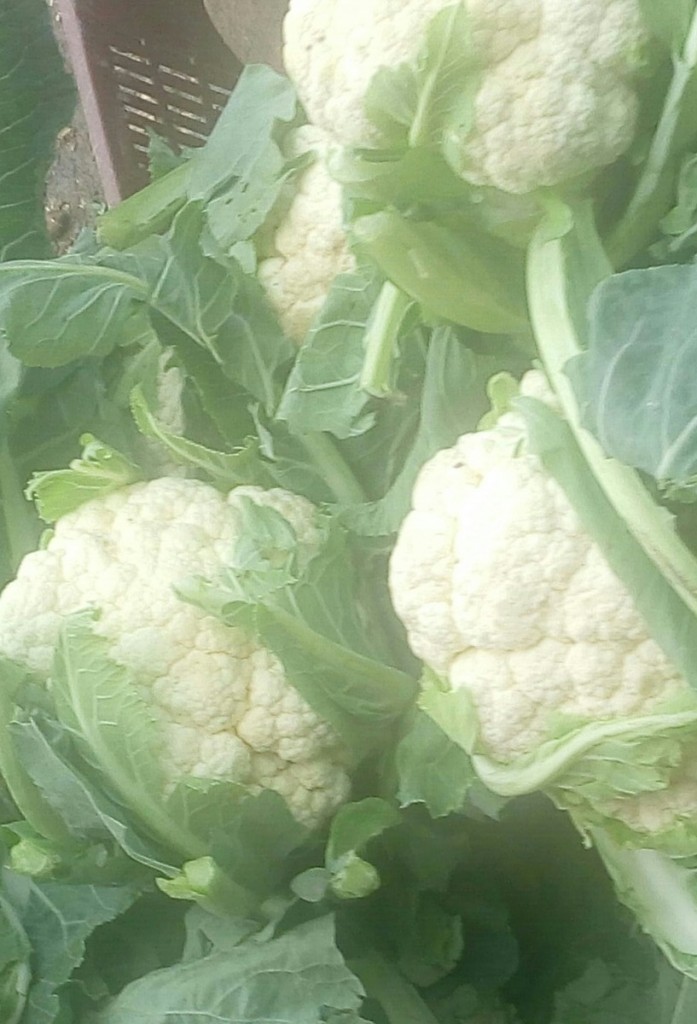Coliflores