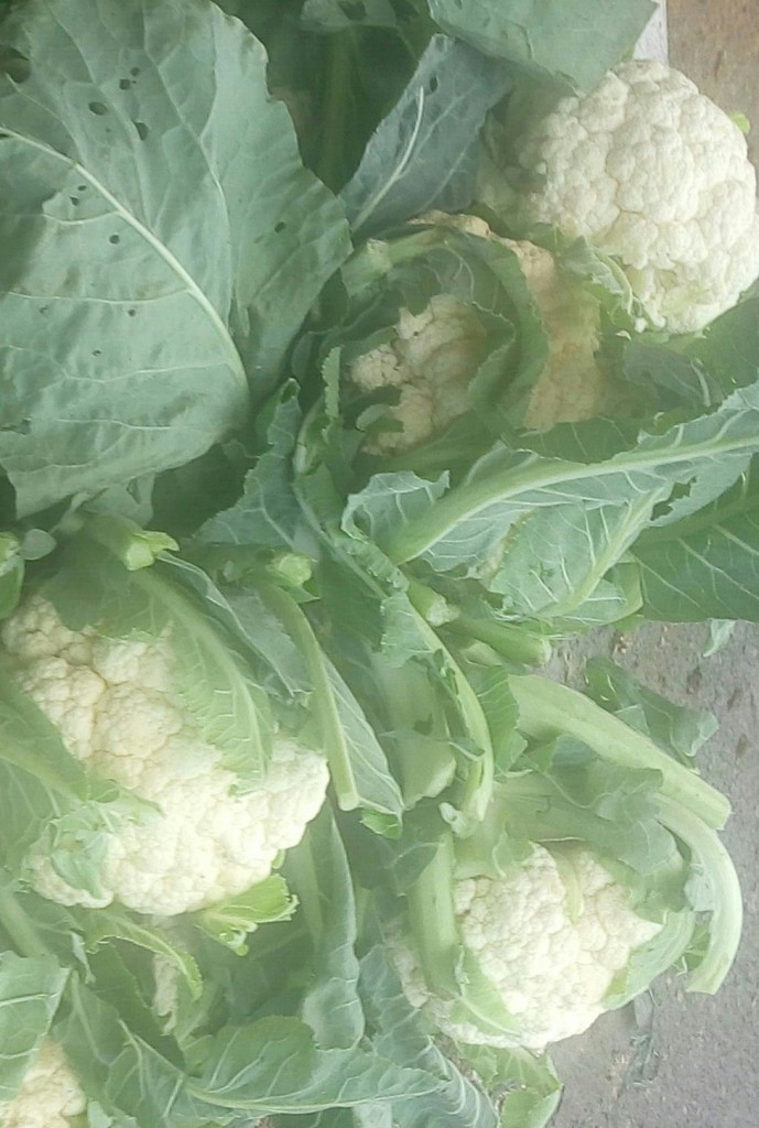 Coliflor