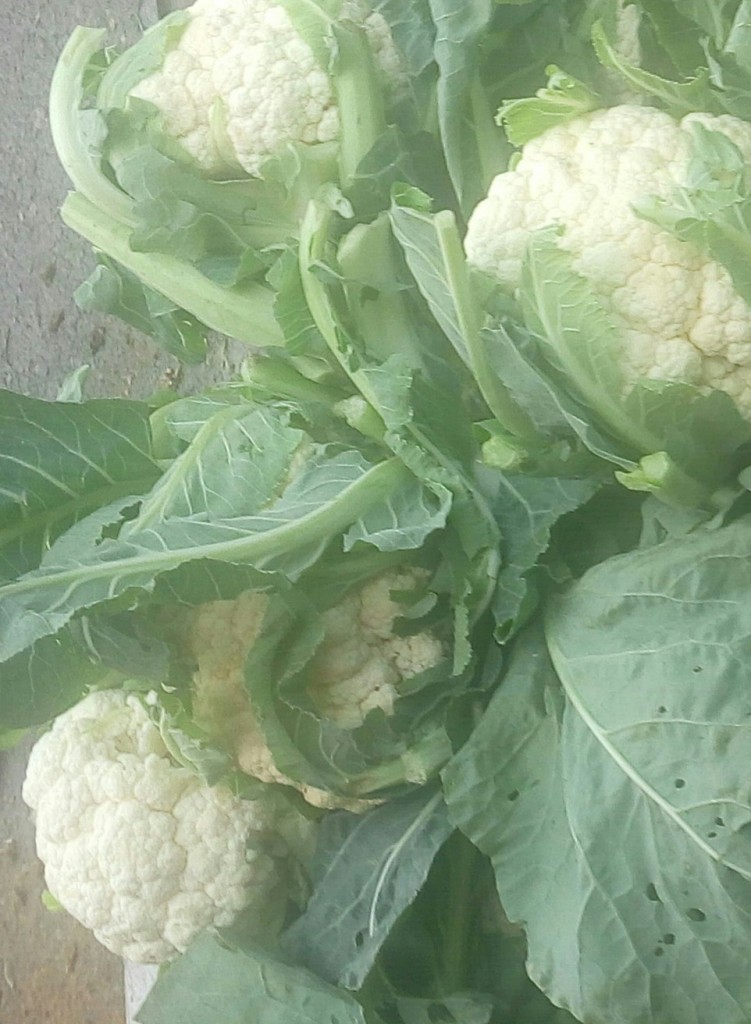 Coliflores