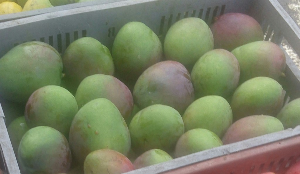 Mango yulima