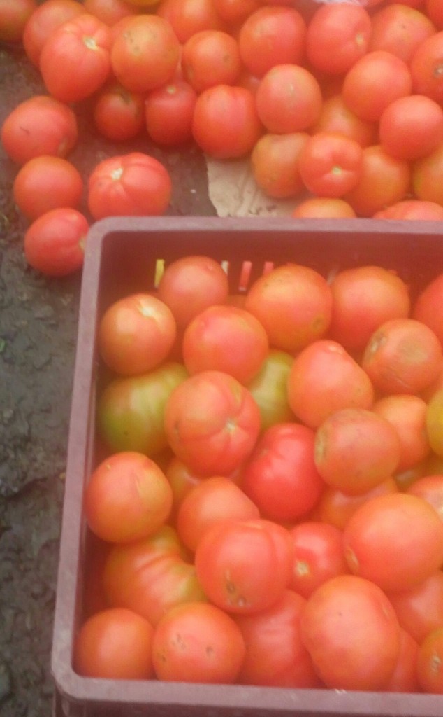 Tomate chonto
