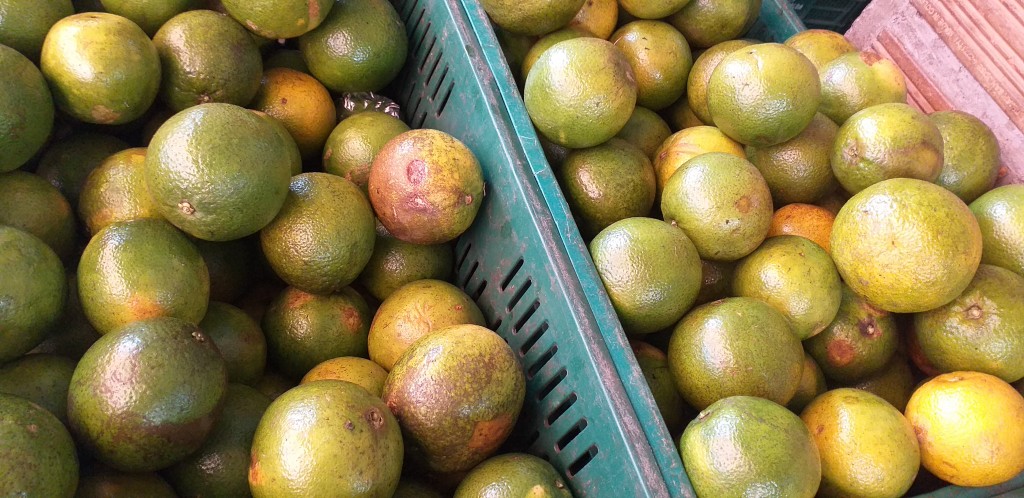 Naranja valencia