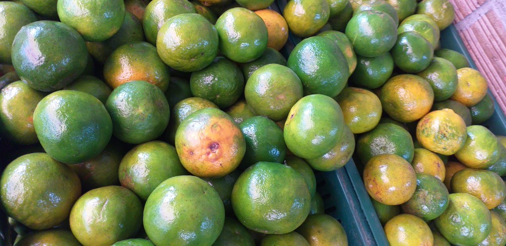 Mandarina oneco