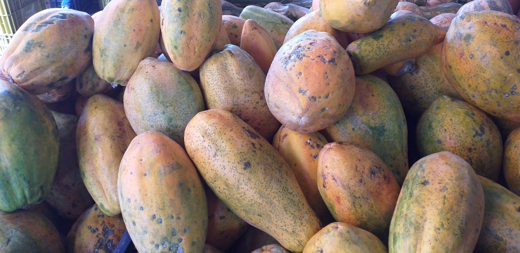 Papaya costeña