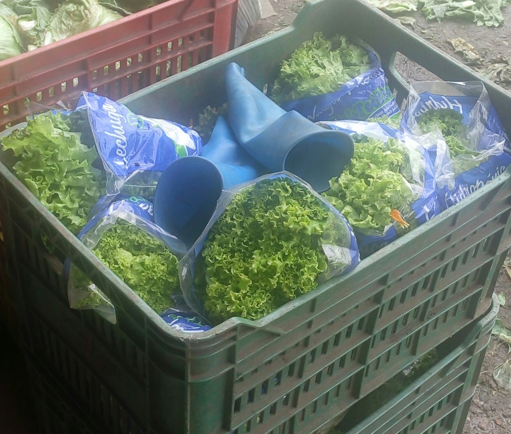 Lechuga crespa