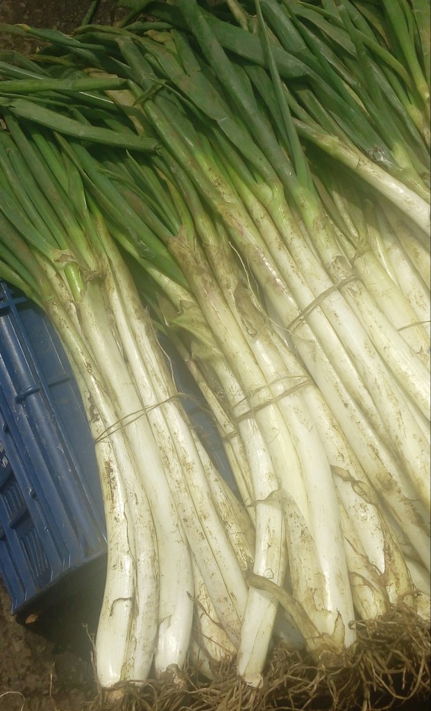 Cebolla larga