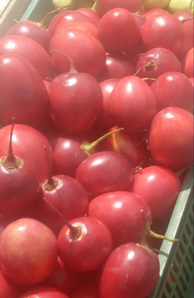 Tomate de árbol