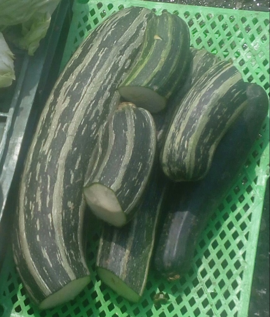 Calabacines