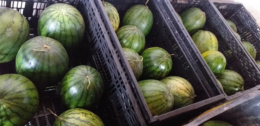 Sandia baby
